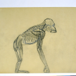 Otto Dix, Anatomischer Affe, sketchbook drawing, 1954